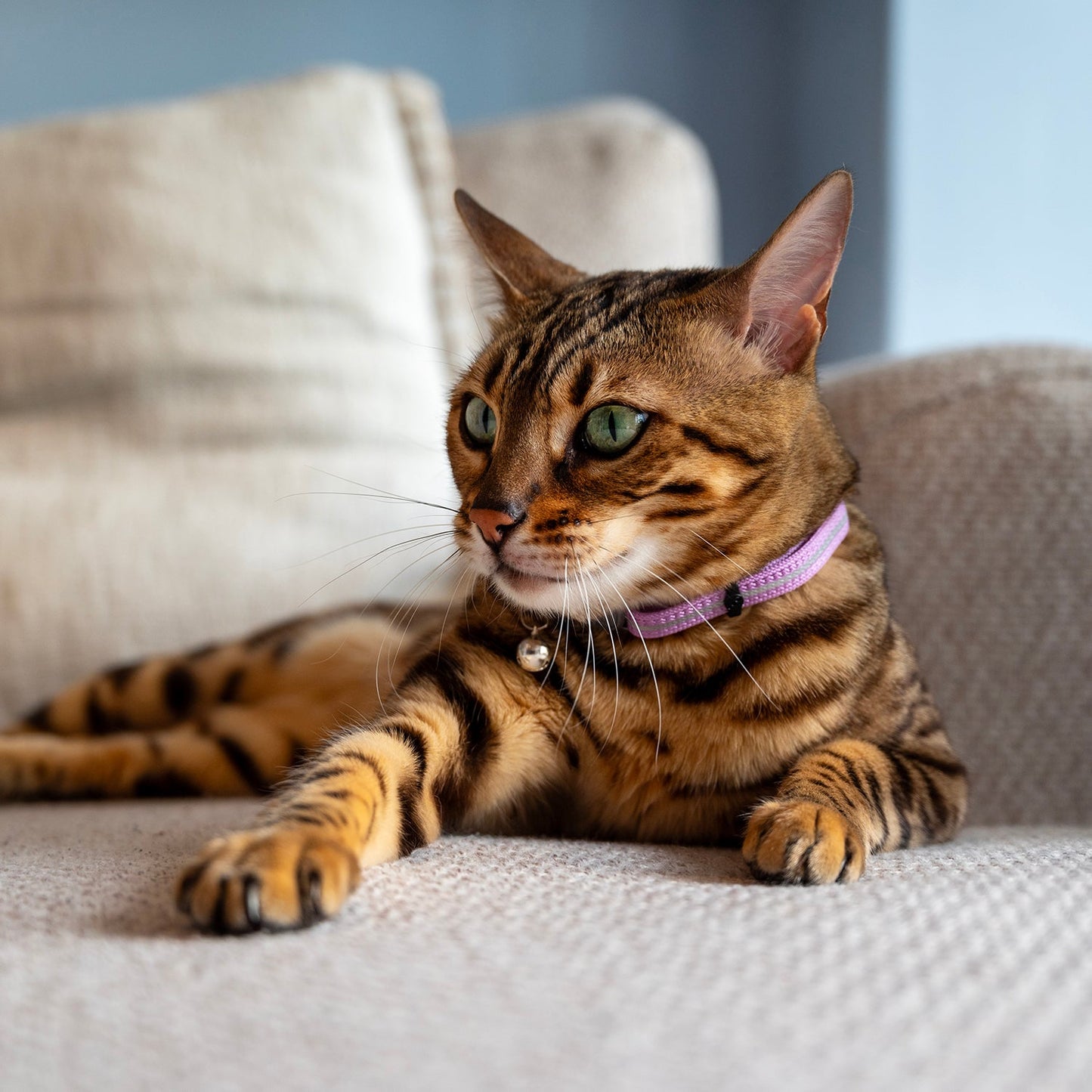 Purple breakaway cat collar with bell on a brown tabby