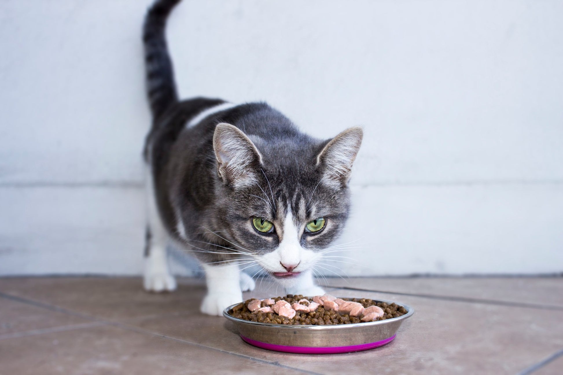 Gray tabby cat eating kibble from a stainless steel cat bowl with blue insert