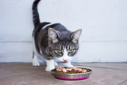 Gray tabby cat eating kibble from a stainless steel cat bowl with blue insert