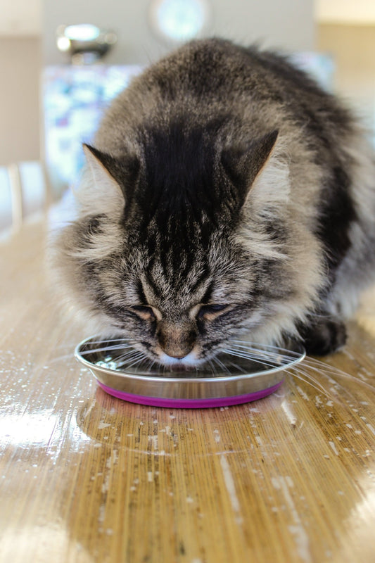 Gray cat drinking with its face over a stainless steel cat bowl with purple insert