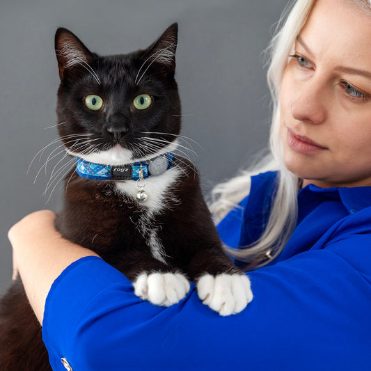 Black cat wearing a blue safety collar with silver buckle and small bell.