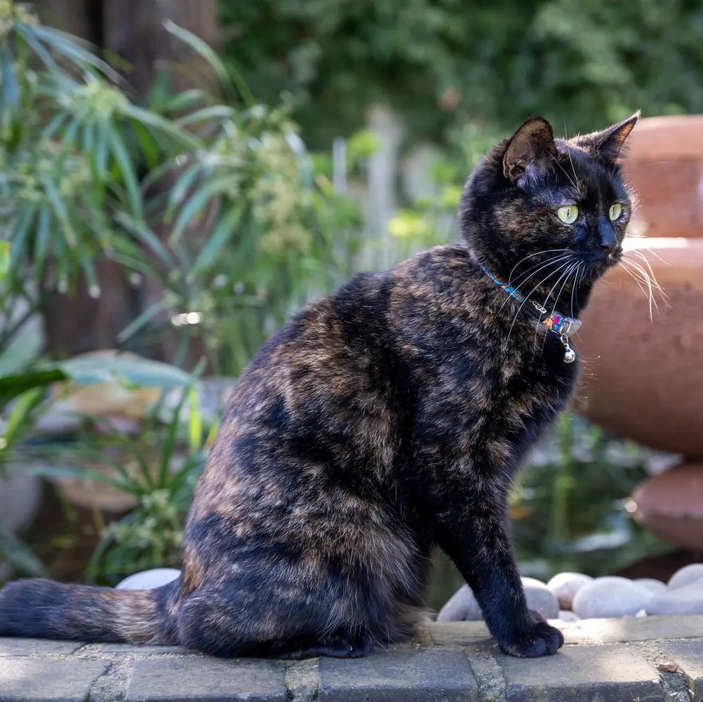 Breakaway cat collar with bell on cat, dark patterned fabric and small tag