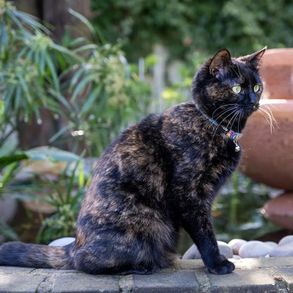 Breakaway cat collar with bell on cat, dark patterned fabric and small tag