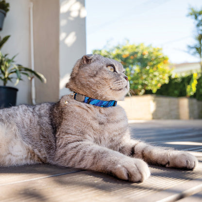 Blue cat safety collar with bell on a gray cat