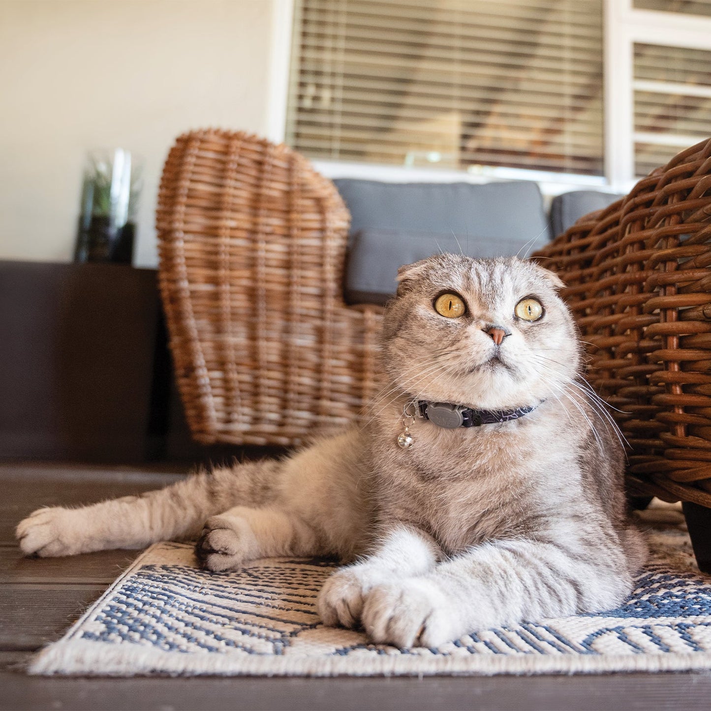 Gray cat wearing dark safety collar with breakaway buckle and bell