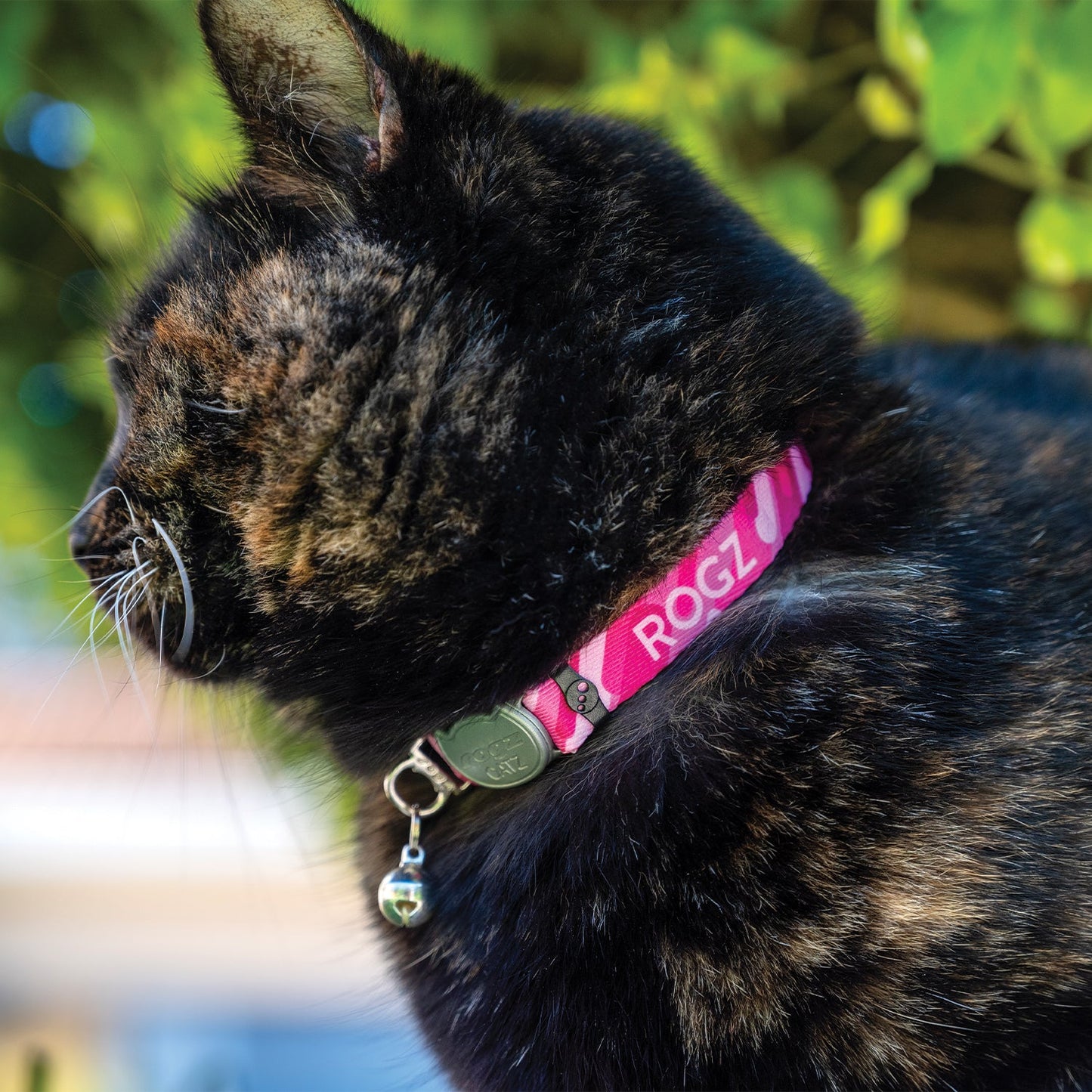 Black cat wearing ROGZ FusionCat safety collar with pink strap and bell