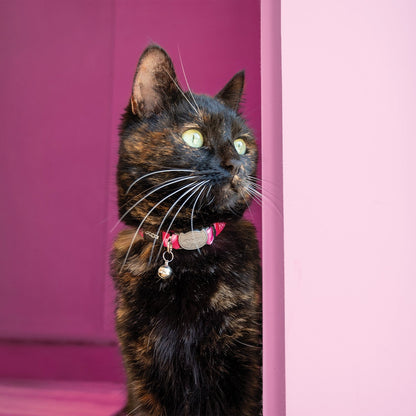 Dark patterned cat safety collar with bell on a tortoiseshell cat