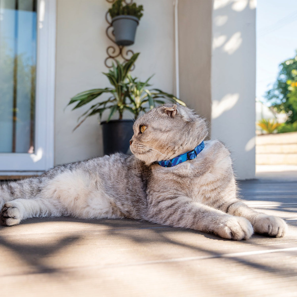 Blue cat safety collar with bell on a gray tabby cat
