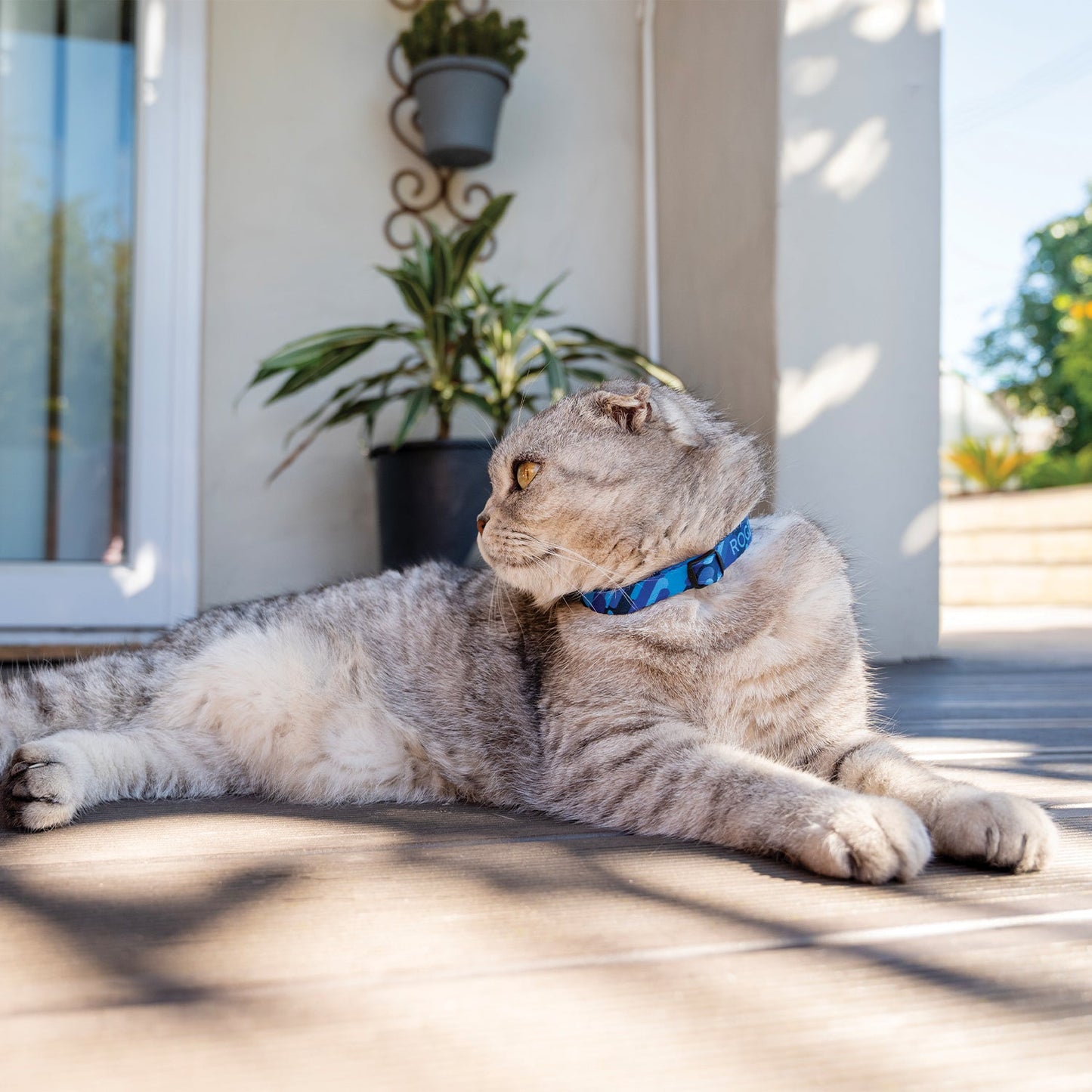 Blue cat safety collar with bell on a gray tabby cat
