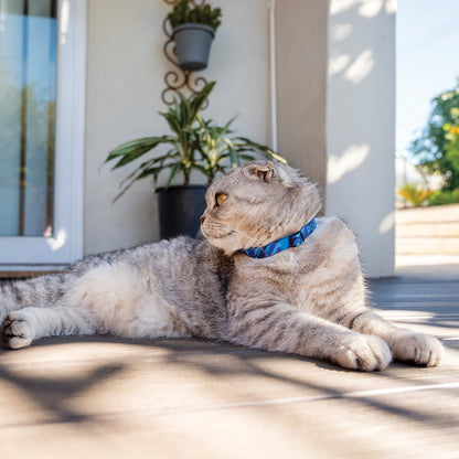Blue cat safety collar with bell on a gray tabby cat