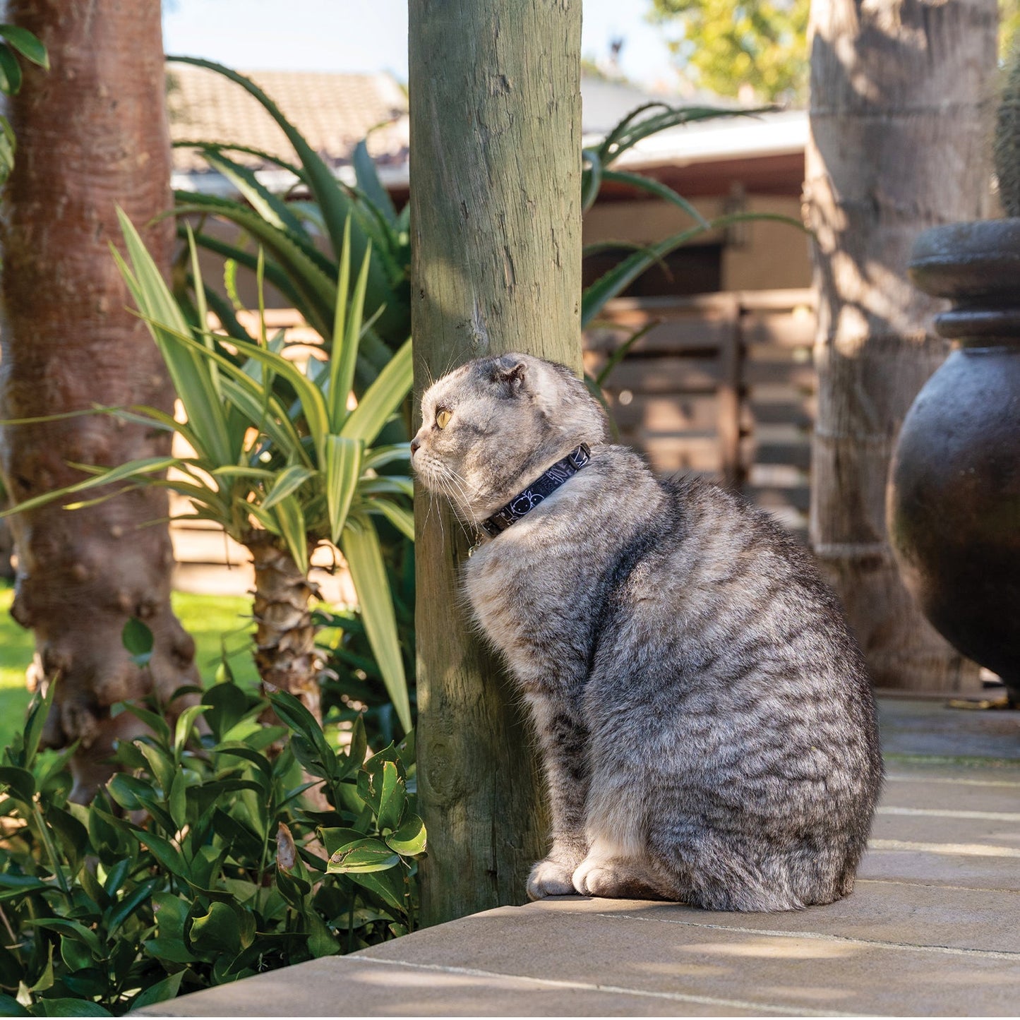 Cat sitting outdoors wearing blue-pattern safety collar with breakaway buckle
