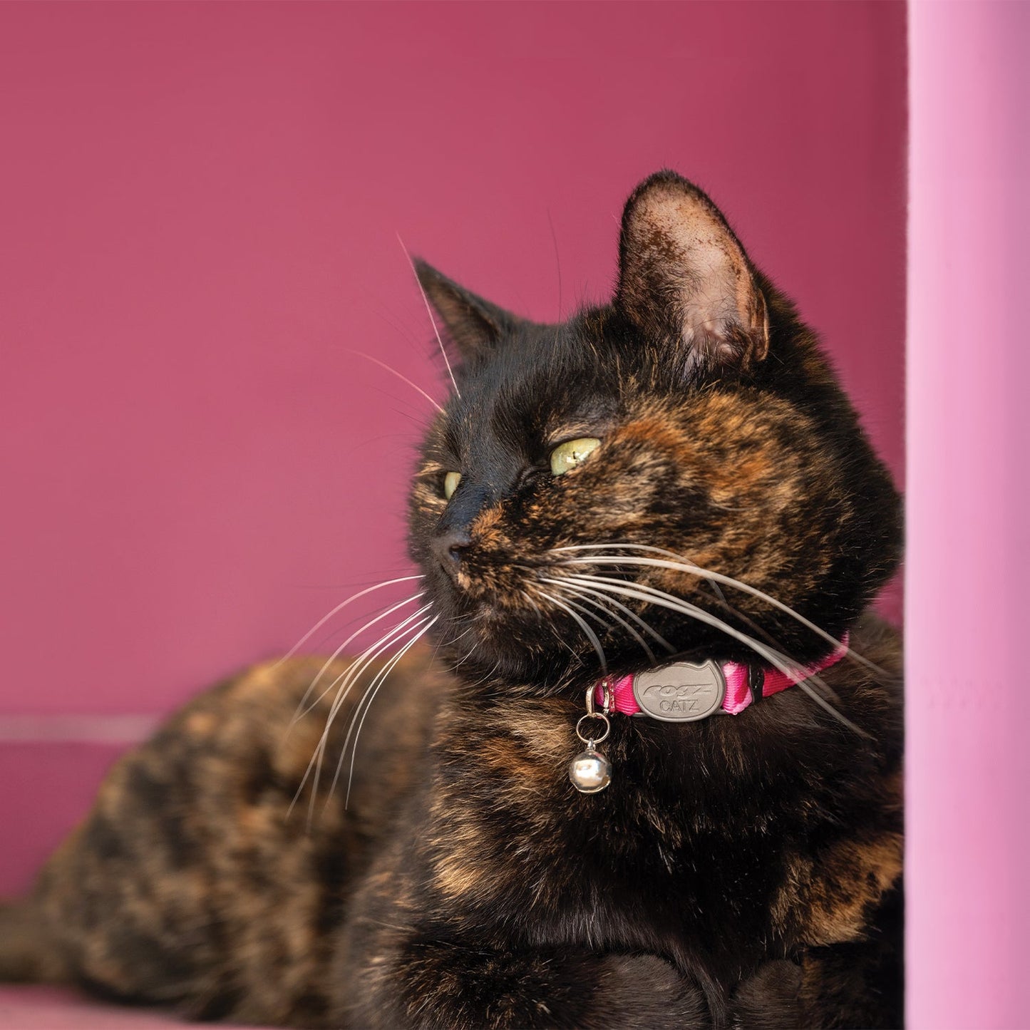 Black patterned cat safety collar with bell and gray Rogz tag