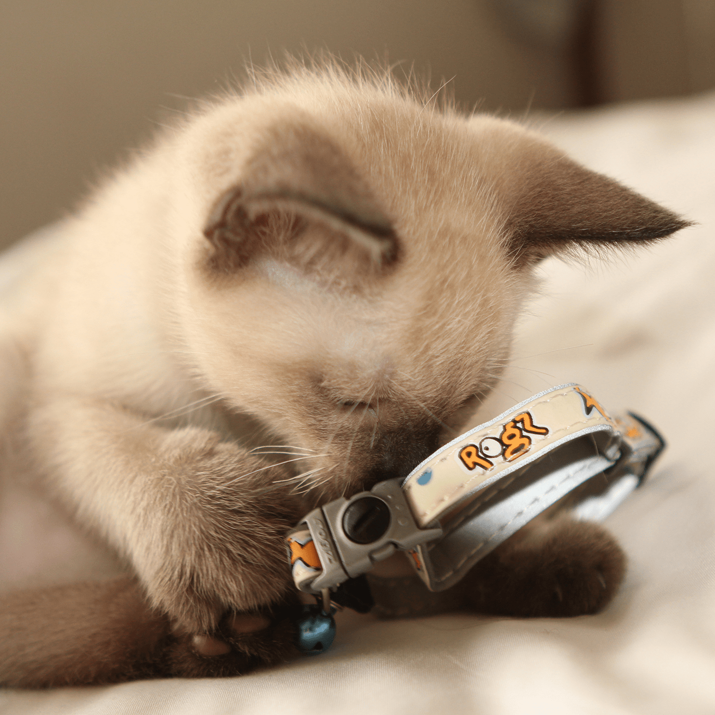 Light-colored cat wearing safety release collar with blue bell and gray clasp