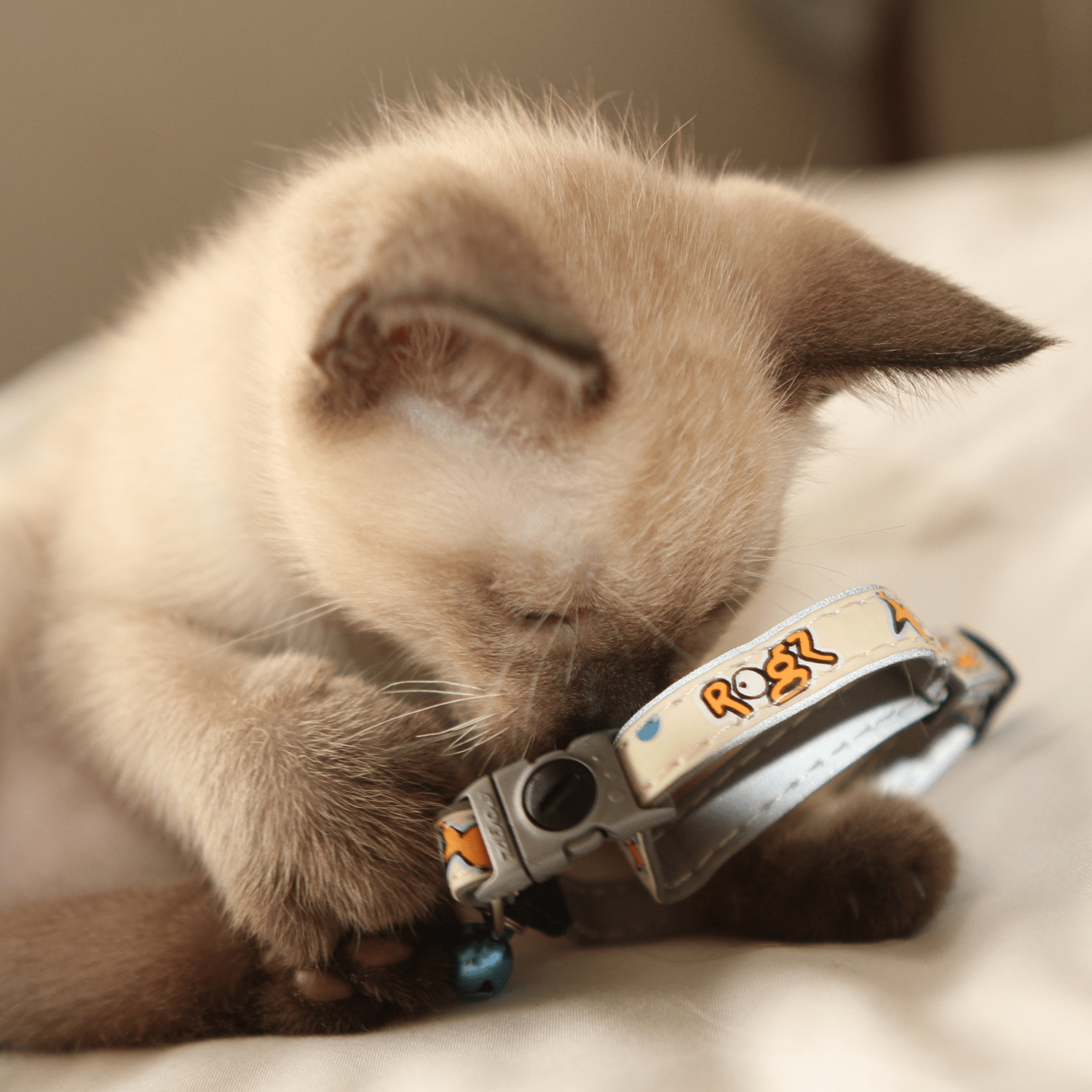 Light-colored cat wearing safety release collar with blue bell and gray clasp