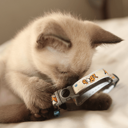 Light-colored cat wearing safety release collar with blue bell and gray clasp