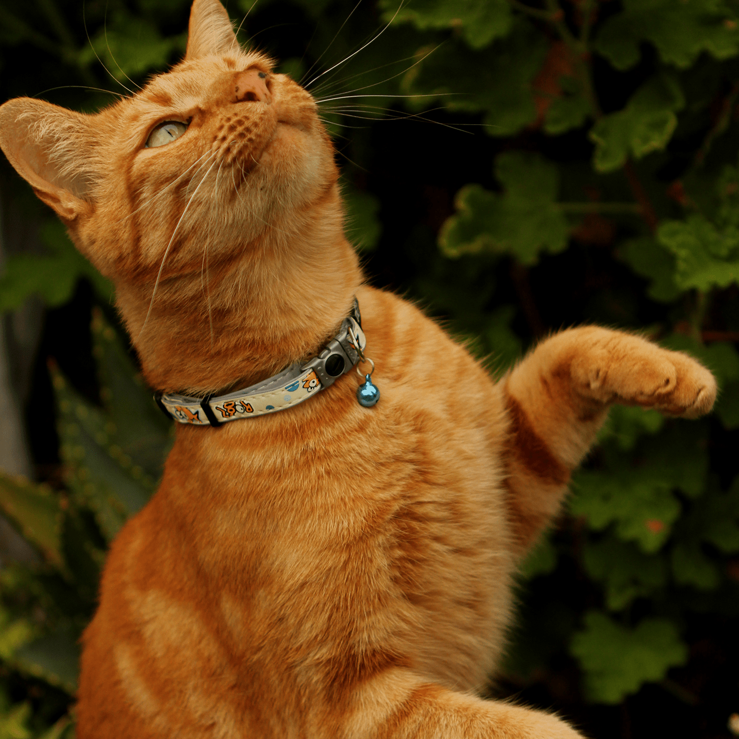 Orange cat wearing blue patterned safety release collar with blue bell and gray clasp