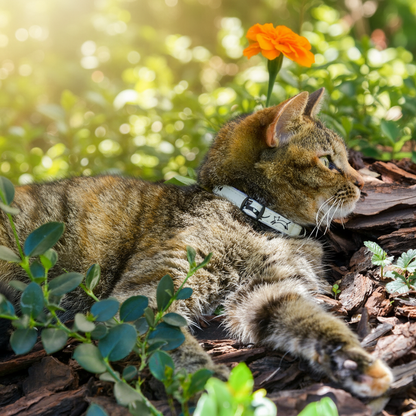 Tabby cat wearing patterned safety release collar with gray clasp