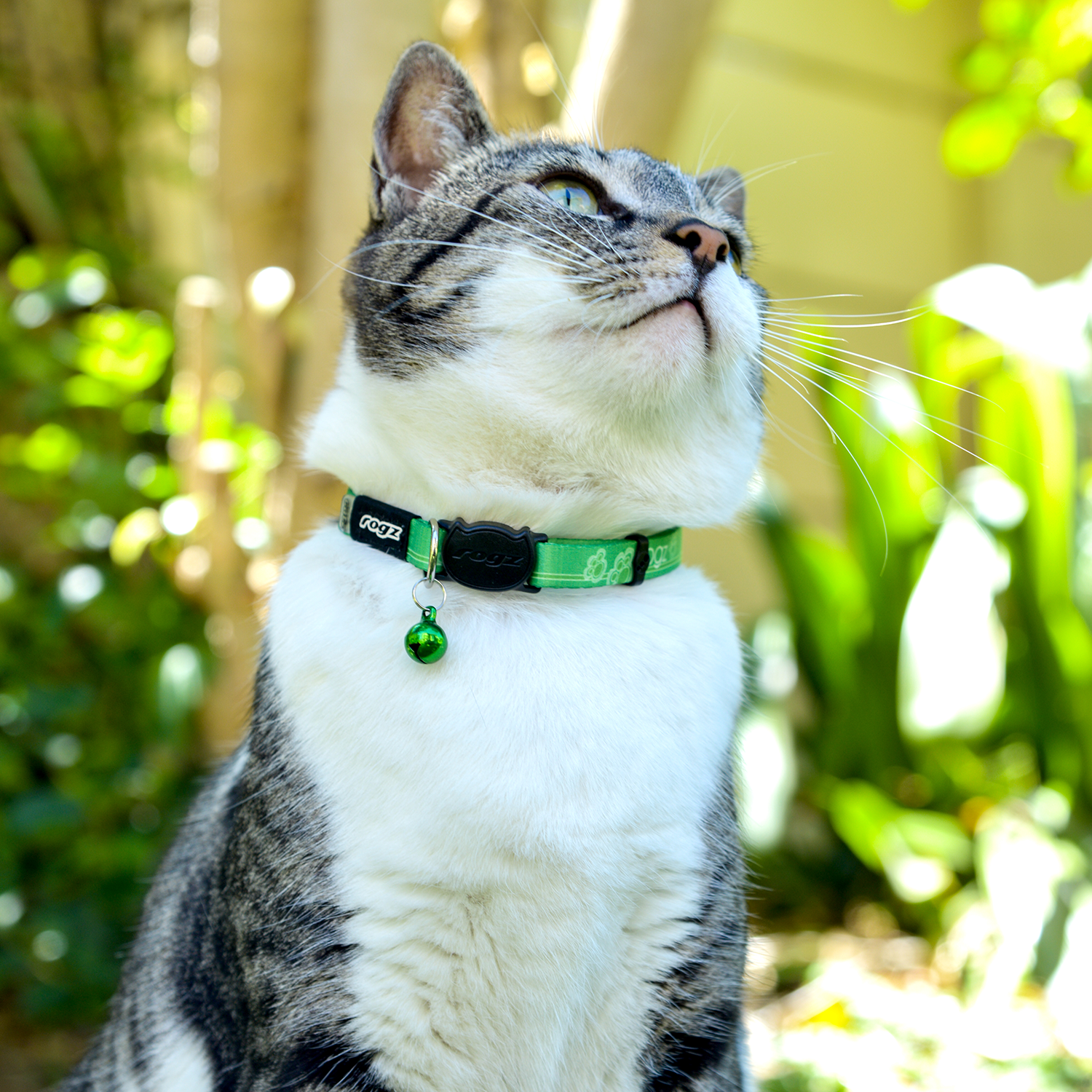 Tabby cat wearing green safety collar with black break-away buckle and bell