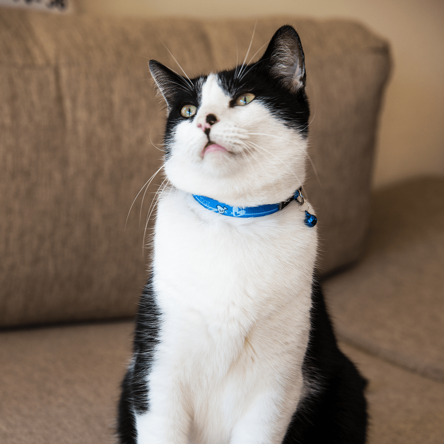Black-and-white cat wearing blue safety collar with bell and break-away buckle