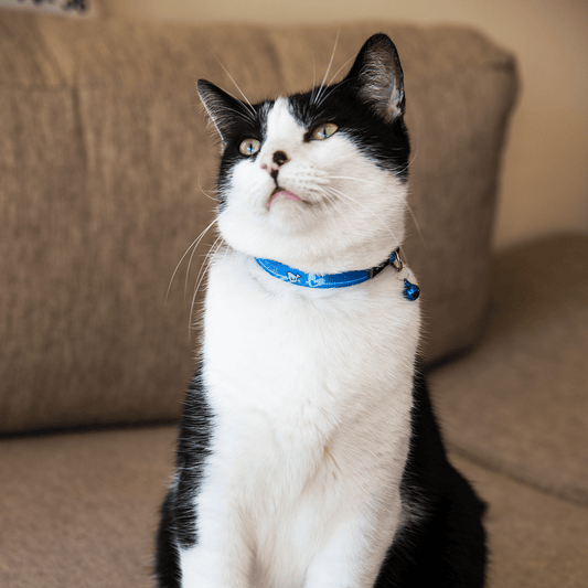 Black-and-white cat wearing blue safety collar with bell and break-away buckle
