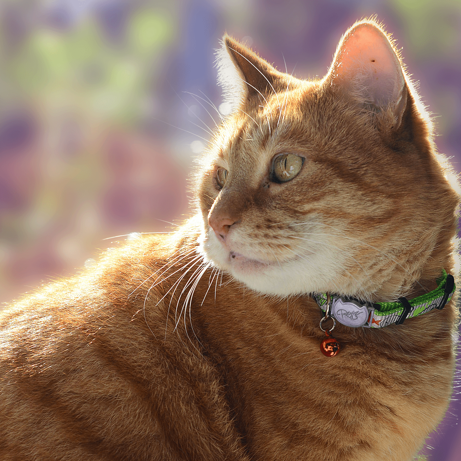 Cat wearing ReflectoCat safety collar with patterned fabric and bell charm
