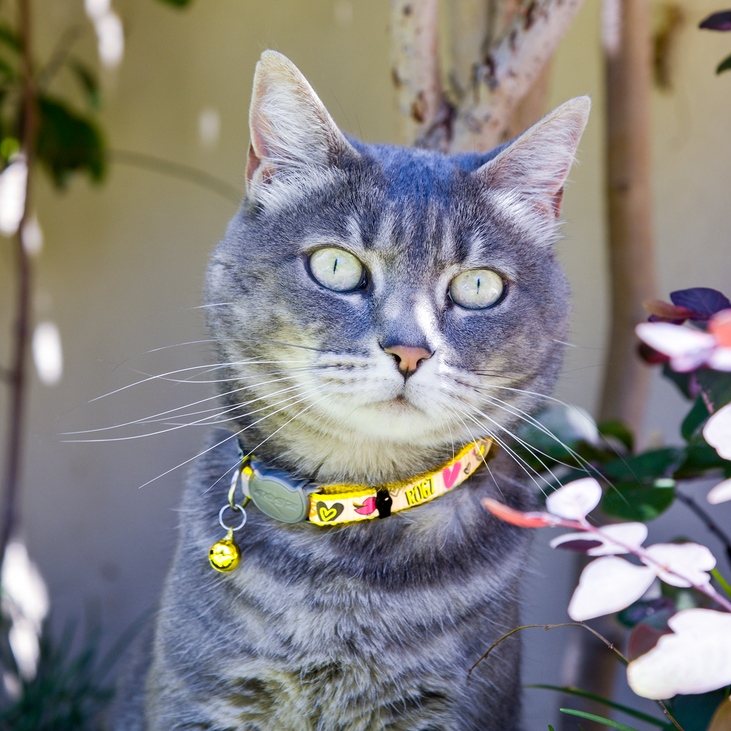 Gray cat wearing ReflectoCat safety collar with patterned band and bell