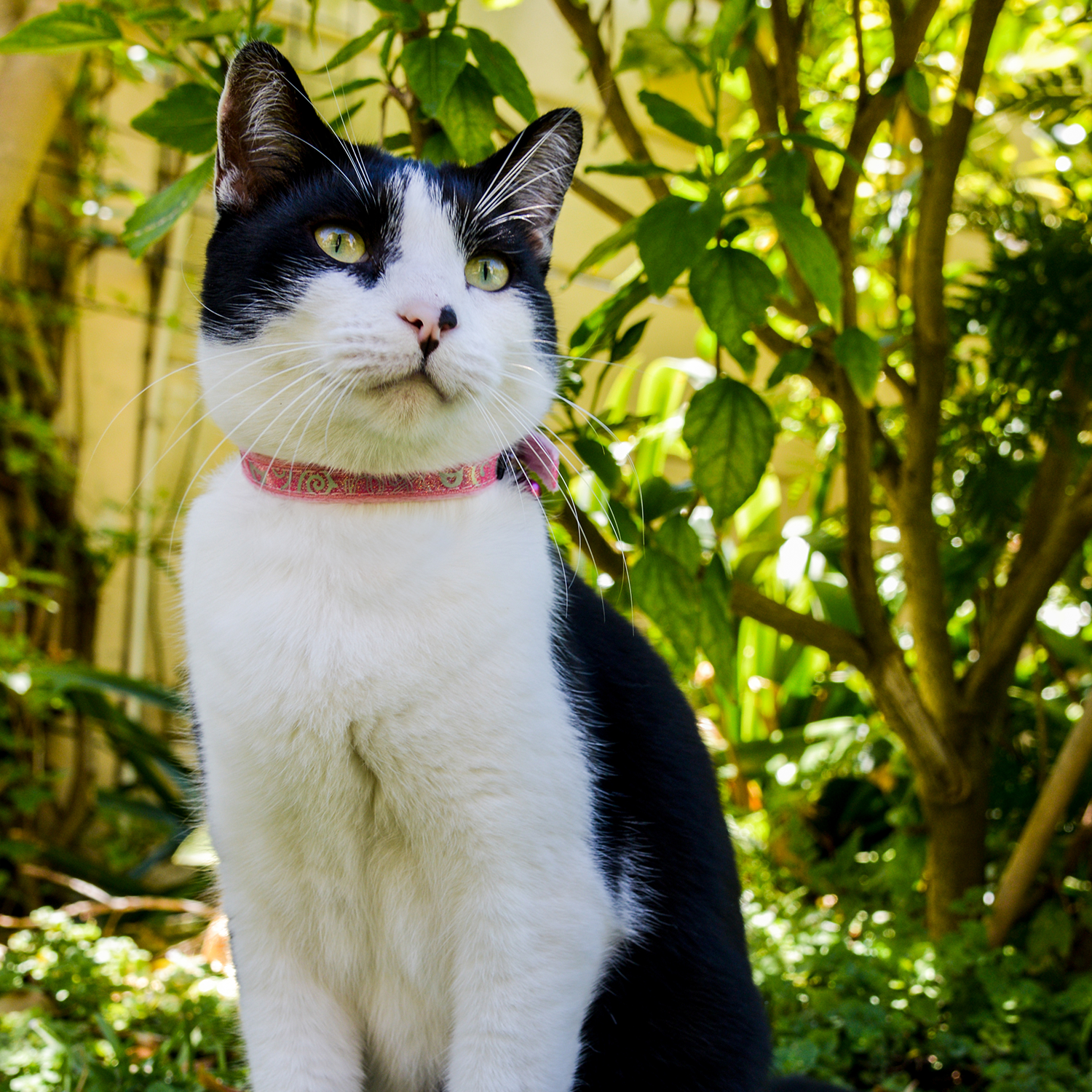 Cat pin buckle collar in red with patterned fabric trim and small bell charm