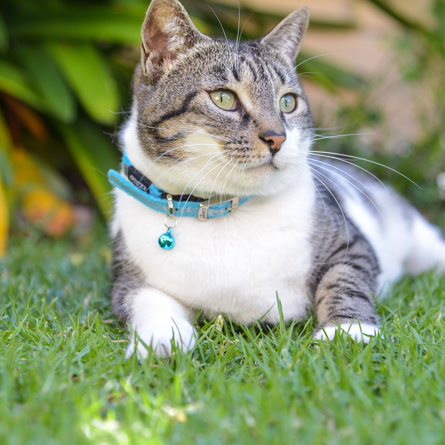 Cat pin buckle collar in turquoise blue with reflective pattern and hanging bell charm