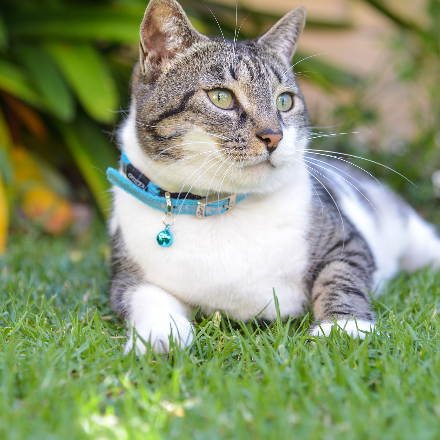 Cat pin buckle collar in turquoise blue with reflective pattern and hanging bell charm