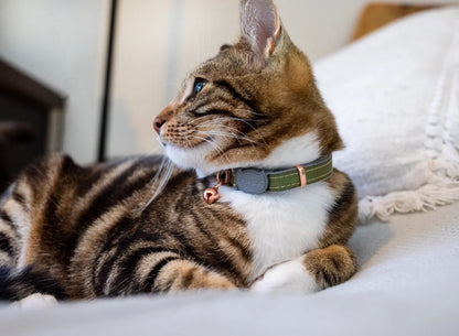 Breakaway safety cat collar on cat, gray with green trim, bell and rose-gold hardware