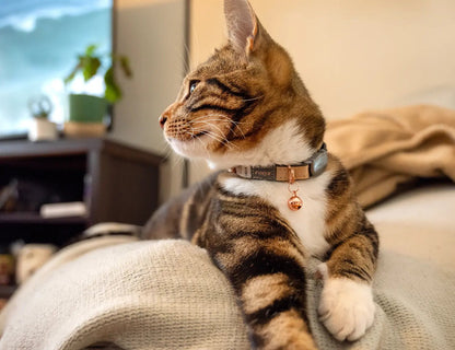 Breakaway safety cat collar on cat, tan collar with bell and rose-gold hardware