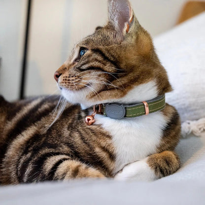 Cat wearing a green safety collar with bell and Rogz clasp