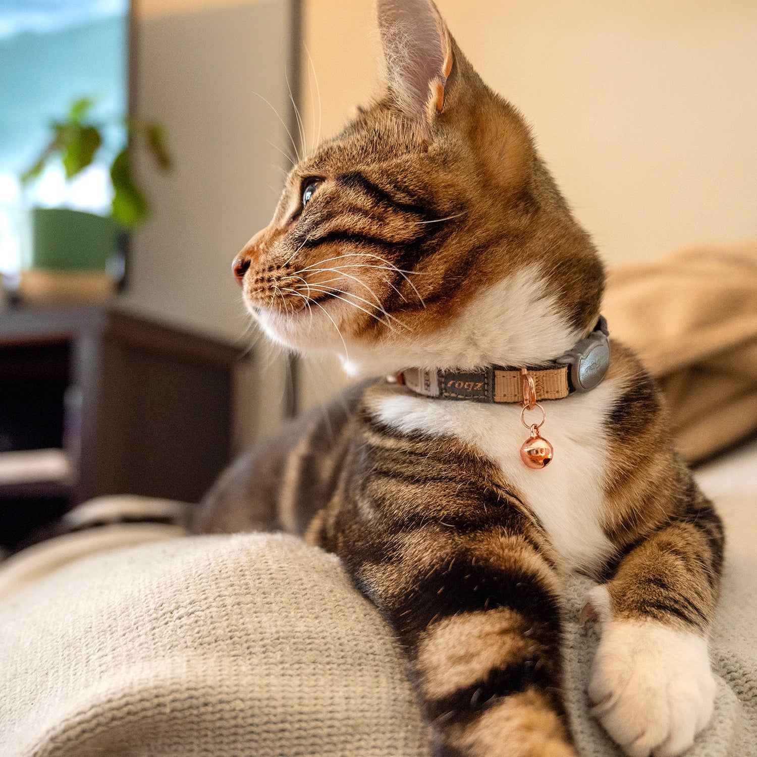 Tabby cat wearing grey safety collar with copper bell charm and adjustable buckle.