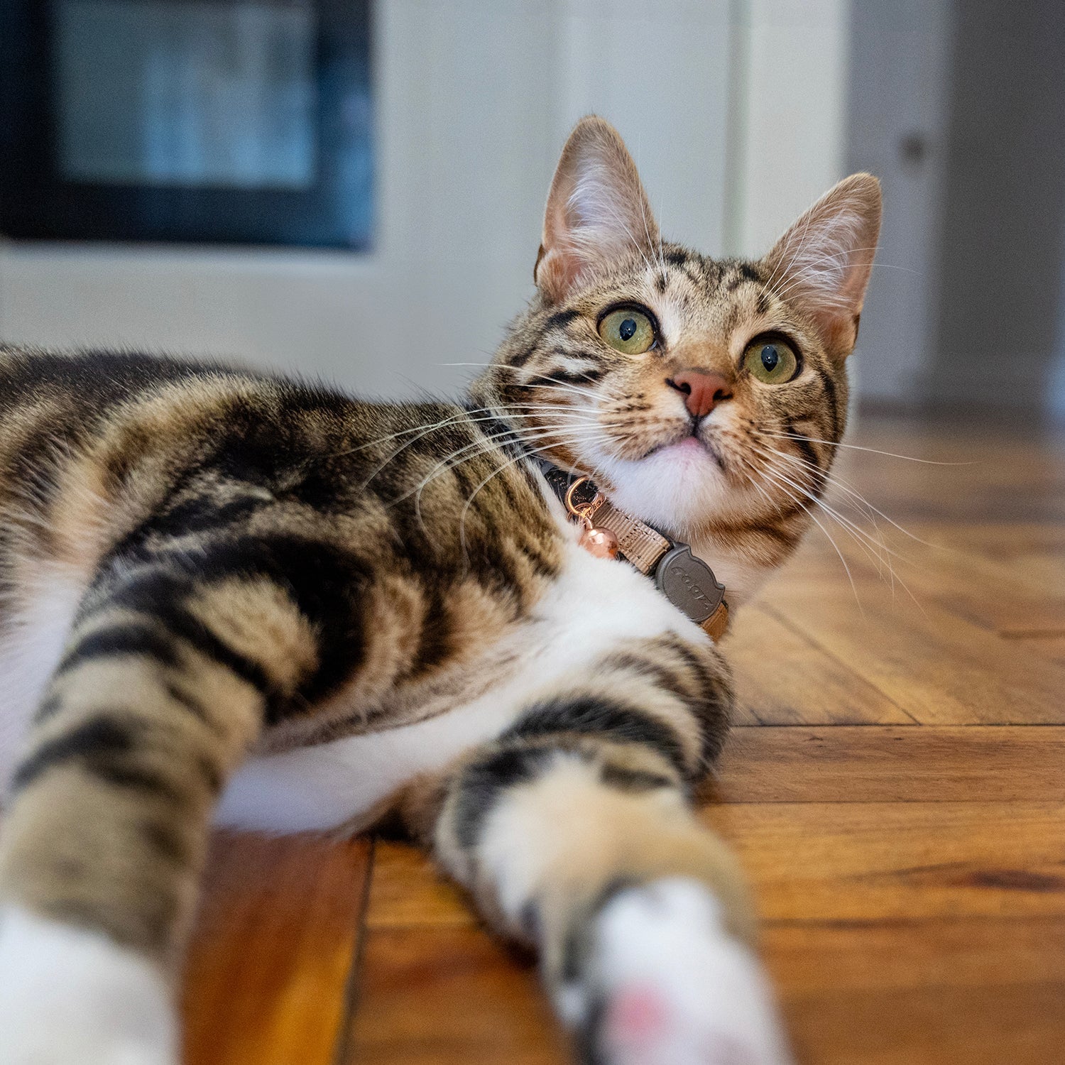 Tabby cat wearing green safety collar with bell and rogz clasp