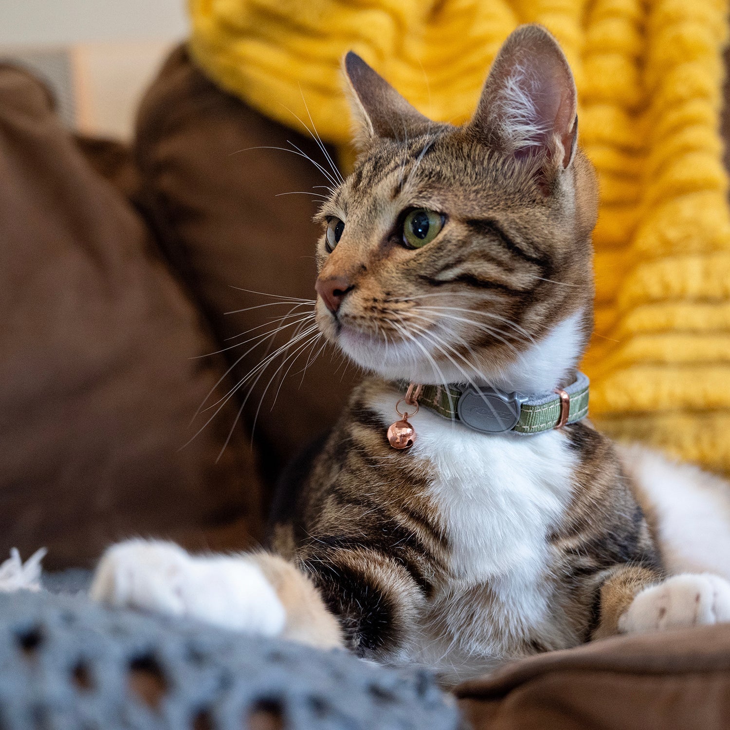 Cat wearing grey safety collar with copper bell charm and breakaway buckle.