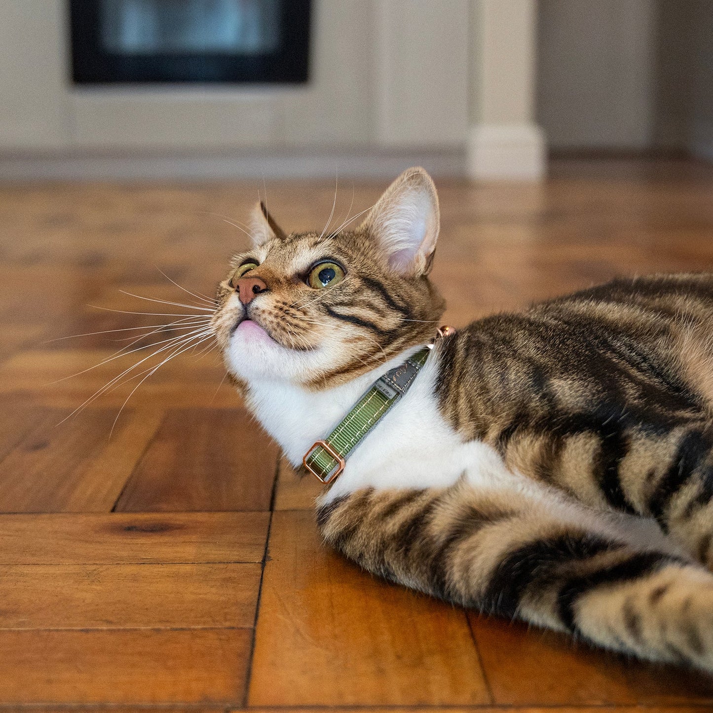 Cat wearing a green safety collar with bell and rogz buckle