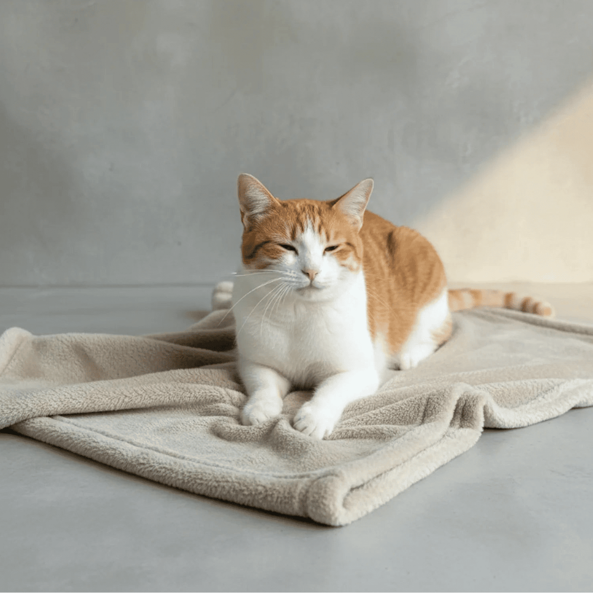 Orange tabby and white cat resting on a light stone Shears Premium Double Fleece pet blanket