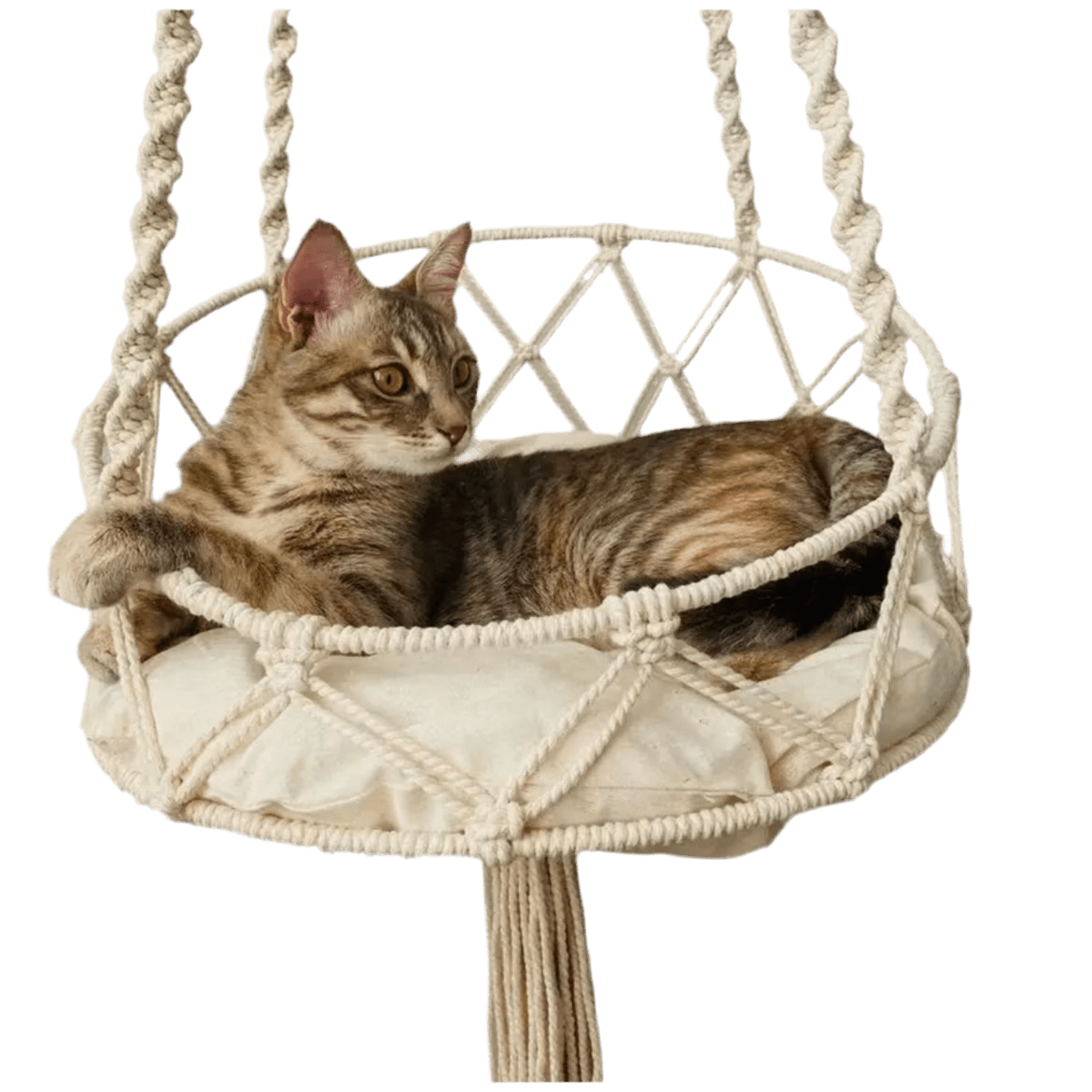 Macramé hanging cat hammock with cushion, holding a tabby cat