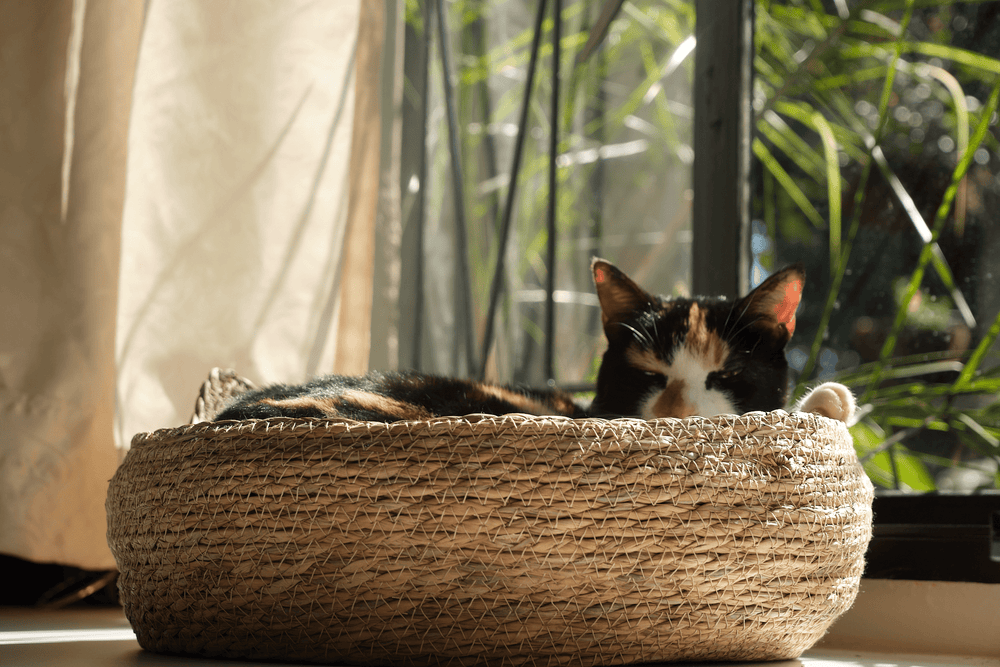 Calico cat looking out from woven elevated cat bed with cream cushion.