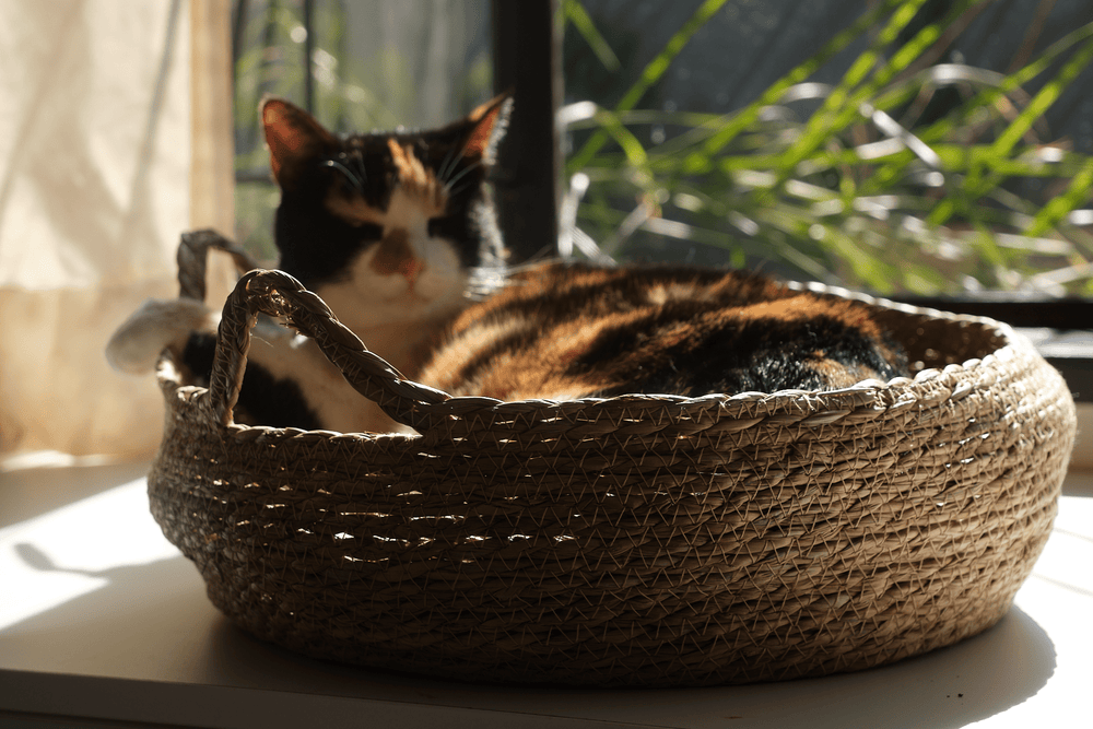 Tricolor cat resting in woven elevated cat bed with cream cushion.