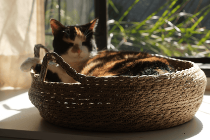 Tricolor cat resting in woven elevated cat bed with cream cushion.