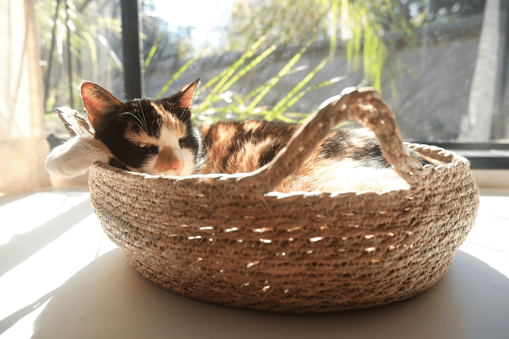 Tricolor cat sleeping in woven elevated cat bed with cream cushion.
