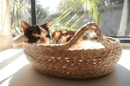 Tricolor cat sleeping in woven elevated cat bed with cream cushion.