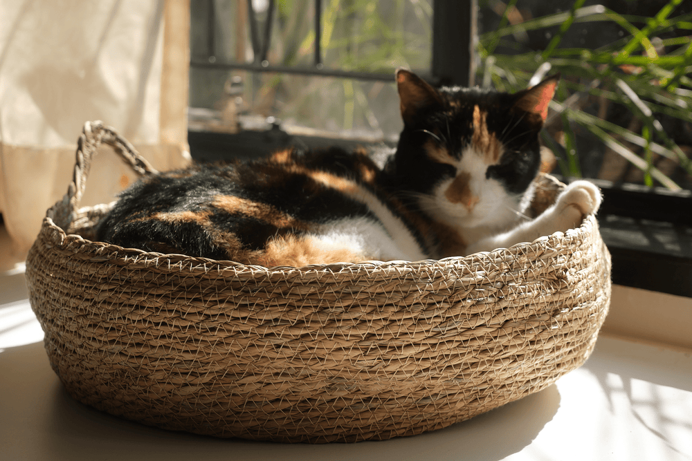 Calico cat sitting in woven elevated cat bed with cream cushion.