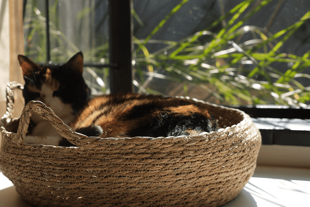 Calico cat peeking from woven elevated cat bed with cream cushion.