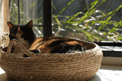 Calico cat peeking from woven elevated cat bed with cream cushion.