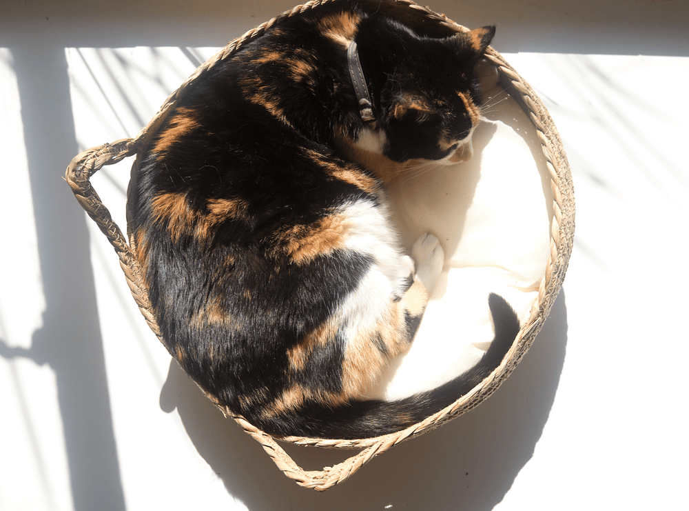 Calico cat curled up in woven elevated cat bed with cream cushion.
