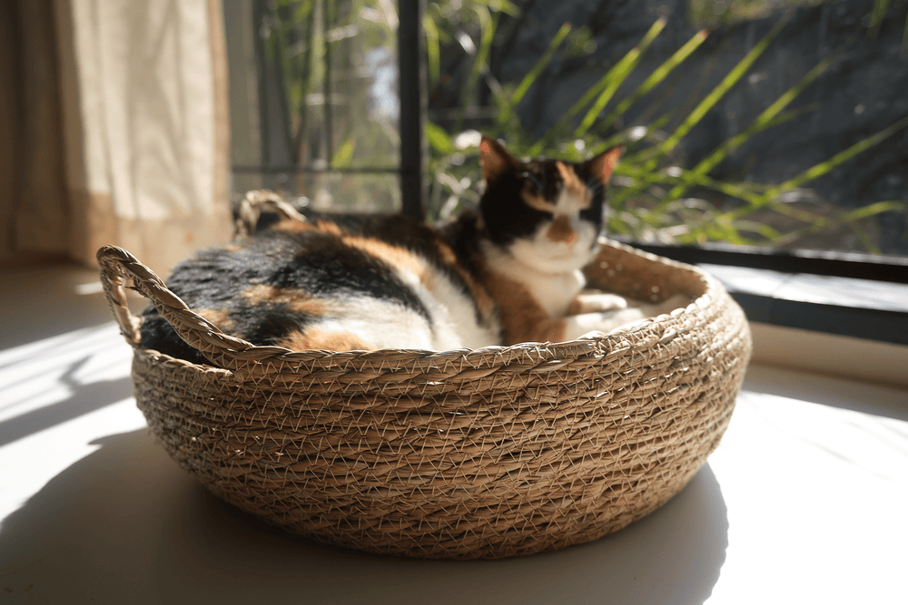 Calico cat lying in woven elevated cat bed, cream cushion visible.
