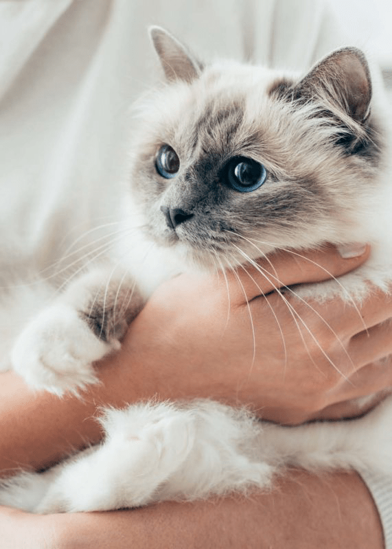 Cat with white and gray fur resting on a hand for adult cat food