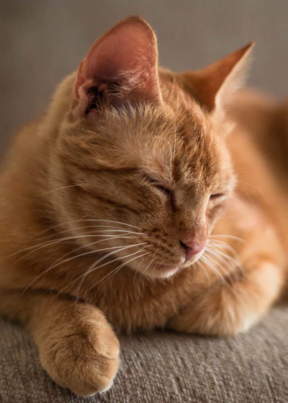 Senior cat food concept featuring a ginger tabby cat resting